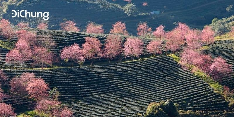Tổng hợp giá vé xe từ Hà Nội đi Sapa mới nhất 2020